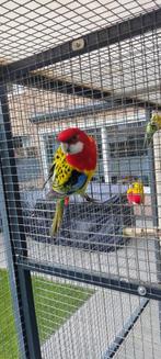 Is van 2025, Dieren en Toebehoren, Vogels | Parkieten en Papegaaien, Mannelijk, Parkiet, Geringd