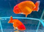 Ranchu goudvis