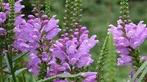 Physostegia virginiana (Scharnierplant), Overige soorten, Volle zon, Vaste plant, Ophalen of Verzenden