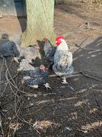 Broedeieren Amrock groot, Dieren en Toebehoren, Ophalen of Verzenden