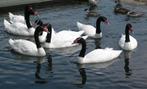 Zwarthals zwanen  en Zwarte zwanen, Meerdere dieren, Gans of Zwaan