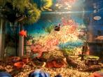 Gevraagd vissen tropisch aquarium, Vis, Zoetwatervis
