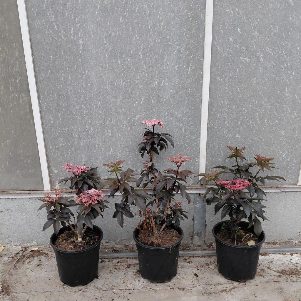 Sambucus 'Black tower' 3 voor 12, Ophalen of Verzenden, Overige soorten, Volle zon