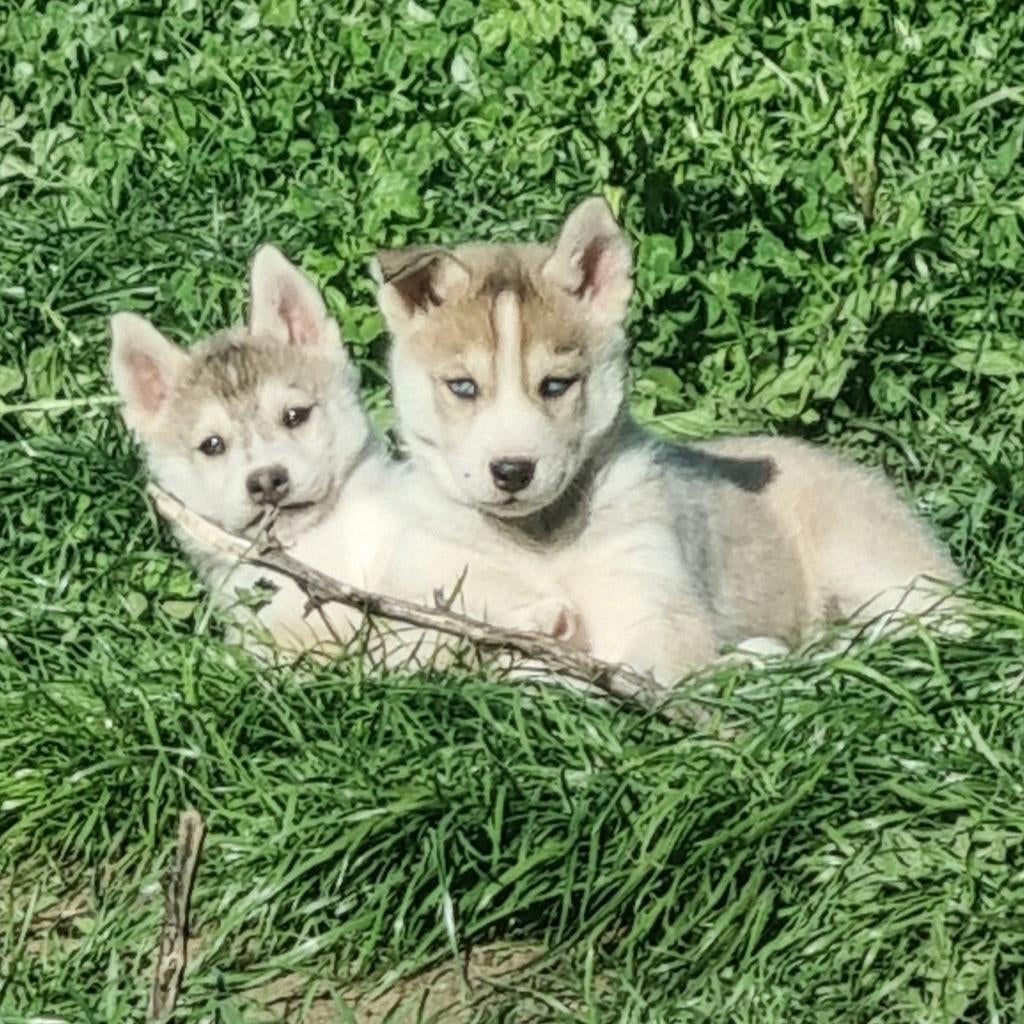 De allerschattigste Husky puppies agouti kleur Belgisch Limb, Dieren en Toebehoren, Honden | Poolhonden, Keeshonden en Oertypen
