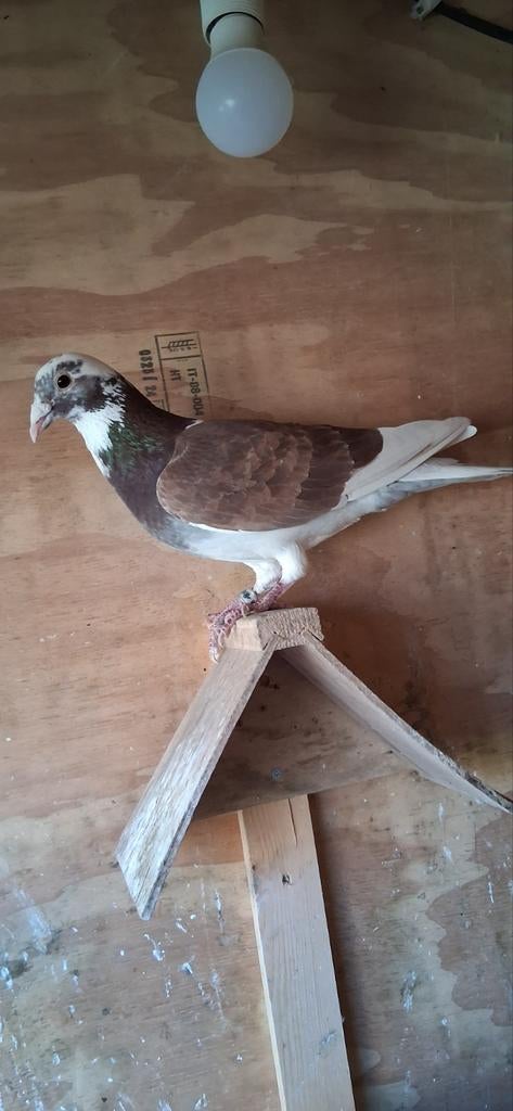 Mooie kleurpostduif, Dieren en Toebehoren, Mannelijk, Postduif