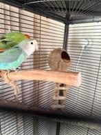 Dwergpapagaaien, Dieren en Toebehoren, Meerdere dieren, Parkiet