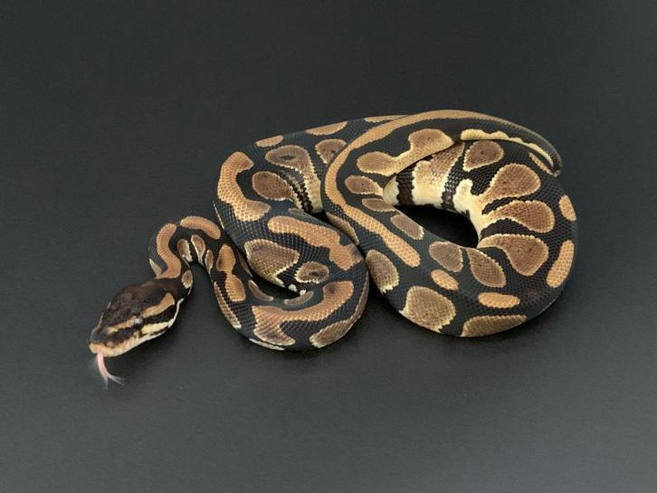 1.0 wildkleur 66% DH desert ghost/pied