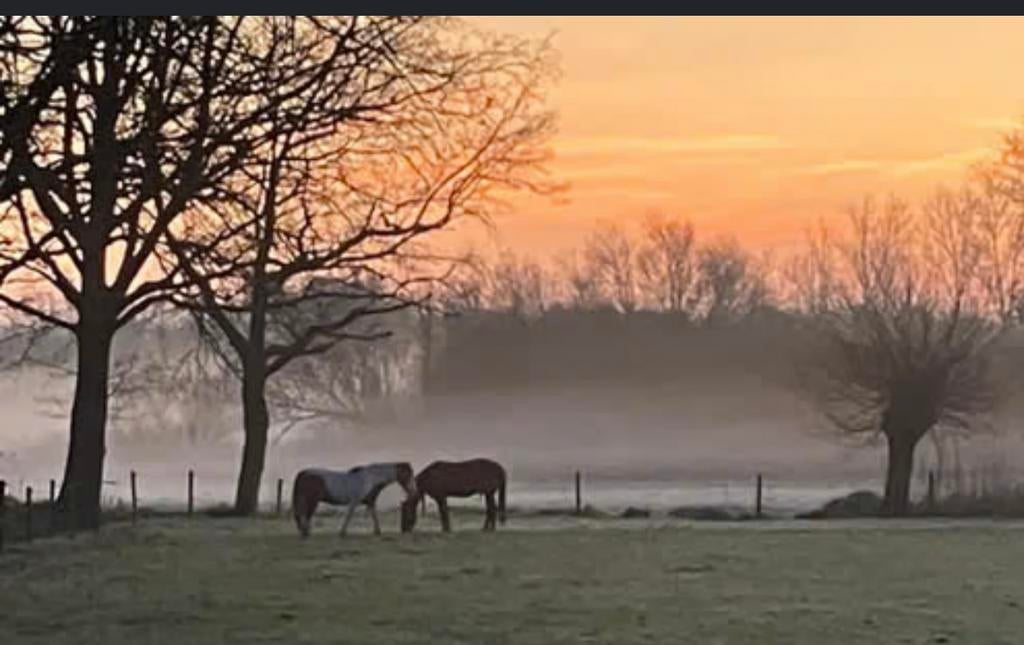 Weidegang gezocht komende zomer!, Dieren en Toebehoren, Stalling en Weidegang, Weidegang, 2 of 3 paarden of pony's