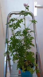 Citroengeranium, Ophalen, Halfschaduw, Overige soorten, Lente