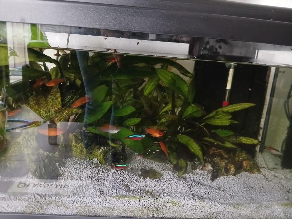 Vissen gratis op te halen, Dieren en Toebehoren, Vissen | Aquaria en Toebehoren, Ophalen, Zo goed als nieuw, Overige typen