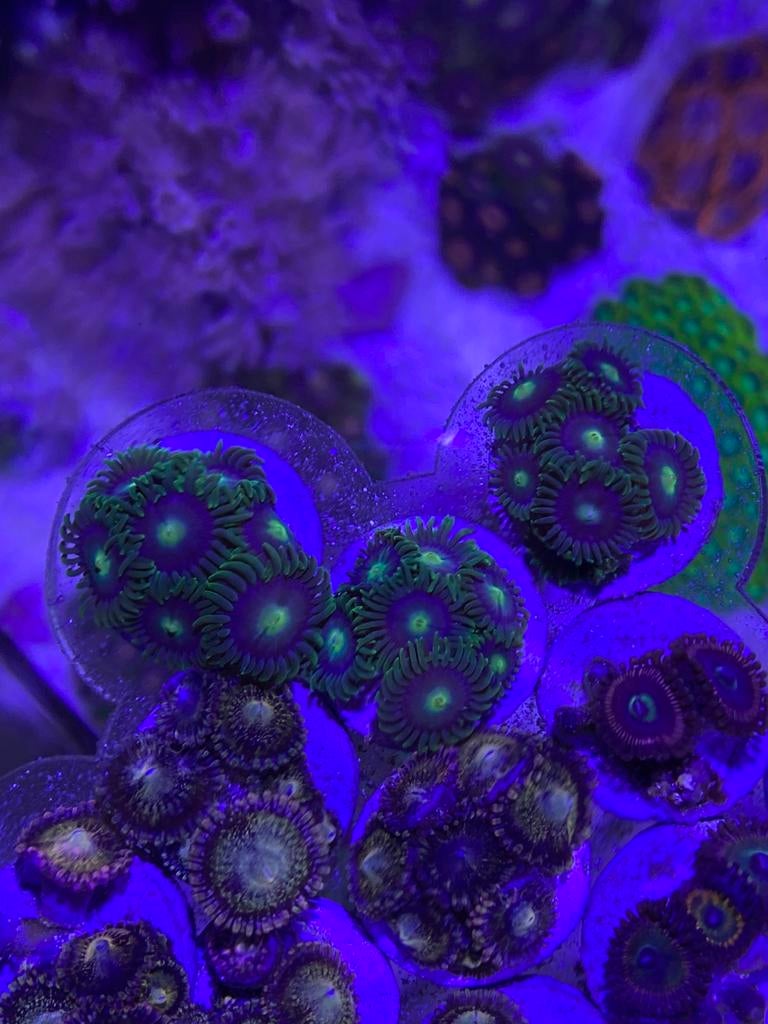 Zoanthus, Dieren en Toebehoren, Vissen | Aquariumvissen, Overige typen