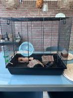 Hamsterkooi, Minder dan 60 cm, Kooi, Gebruikt, Minder dan 75 cm