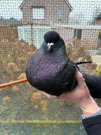 kingduiven, Meerdere dieren