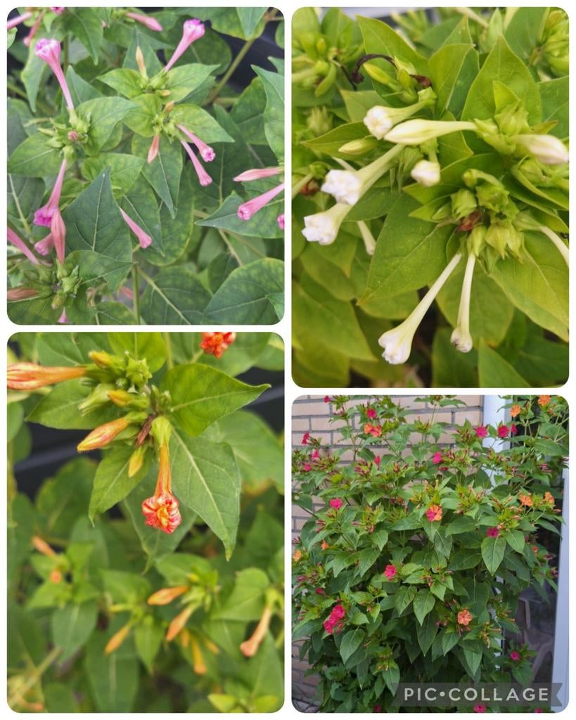 Zaden van Mirabilis Jalapa, Ophalen of Verzenden, Volle zon, Zaad