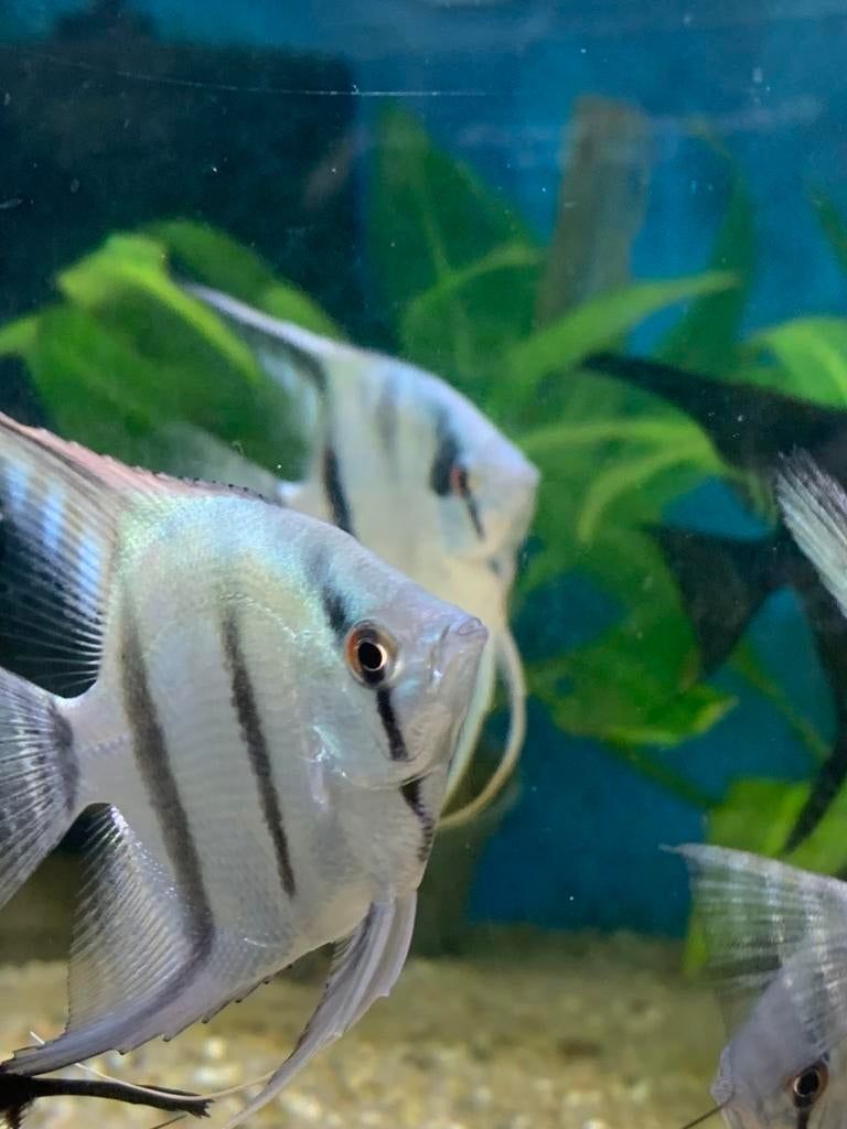 Aktie !!  €4,99 Maanvissen blauw, Dieren en Toebehoren, Vis, Zoetwatervis, Schoolvis