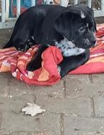 Hele lieve kruising Labrador pups!, Parvo, Reu, 8 tot 15 weken, Meerdere