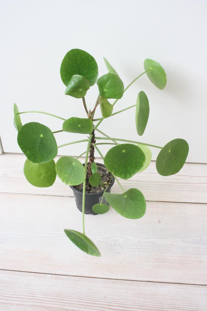 Grote Pilea peperomioides of pannekoekplant € 5,00, Huis en Inrichting, Kamerplanten, Ophalen, Overige soorten, Halfschaduw, Minder dan 100 cm