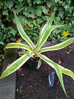 Agave Americana - Prachtige en robuuste plant, Tuin en Terras, Planten | Tuinplanten, Volle zon, Vaste plant, Bloeit niet, Ophalen
