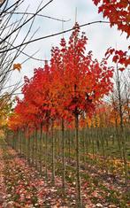 Acer Rubrum `October glory` 🍀🍁, Ophalen, Bloeit niet, Halfschaduw, Overige soorten