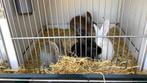 Konijnen te koop, Dieren en Toebehoren, Konijnen, Mannelijk, Middelgroot