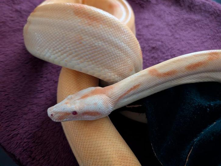 Boa Constrictor - Sunset Sharp Albino - Male