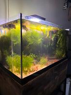 Red cherry shrimp/ vuurgarnaal, Dieren en Toebehoren, Kreeft, Krab of Garnaal, Zoetwatervis