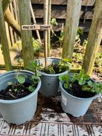 MAROKKAANSE MUNT uit Biologische moestuin, Ophalen, Vaste plant, Halfschaduw, Kruiden