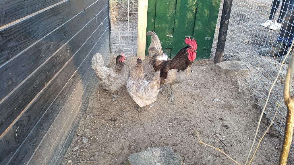 Mergelland hoen / Herve hoen broedeieren, Geslacht onbekend, Kip