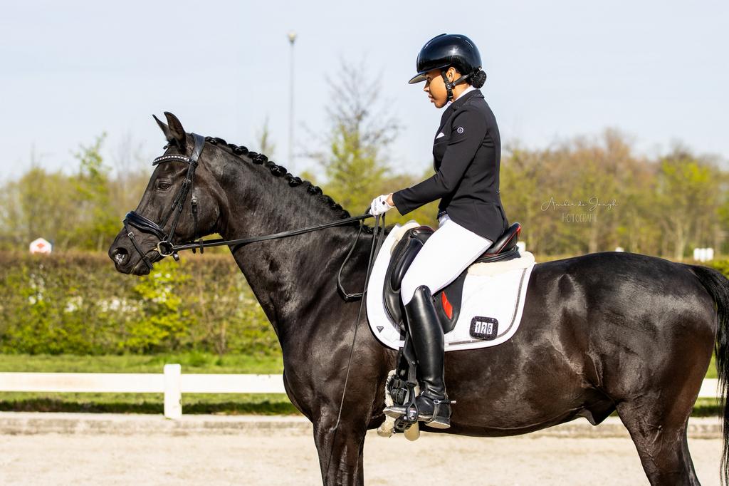 Braafste zwarte kwpn zz-zwaar dressuurparel, Dieren en Toebehoren, Paarden, ZZ, Met stamboom, Ruin, Dressuurpaard