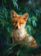 Dieren fotobehang Jong Vosje, vossenbehang * Muurdeco4kids, Verzenden, Minder dan 10 m², Natuur, dieren, bosdieren,