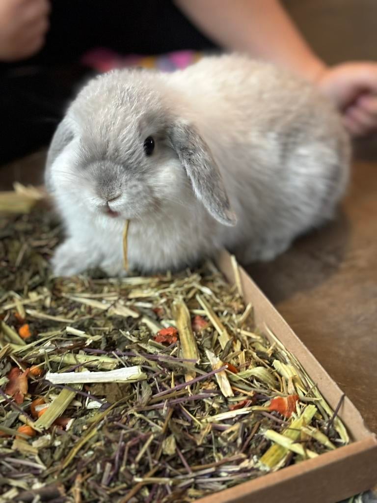 Nederlandse dwerghangoor konijn te koop met toebehoren, Dieren en Toebehoren, Konijnen, Mannelijk, Dwerg