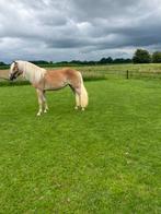 Haflingermerrie, Dieren en Toebehoren, Paarden, Merrie, Dressuurpaard, Met stamboom, 3 tot 6 jaar