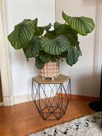 Calathea plant incl. pot, Ophalen, Zo goed als nieuw, Rond, Minder dan 55 cm