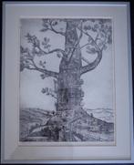 Ets - Reuzenwoonboom, Antiek en Kunst, Ophalen of Verzenden