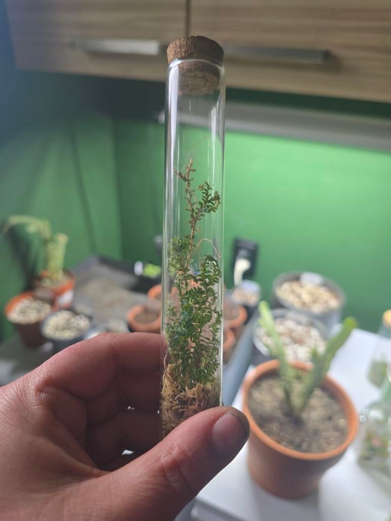 Mini terrarium, Ophalen, Halfschaduw, Minder dan 100 cm