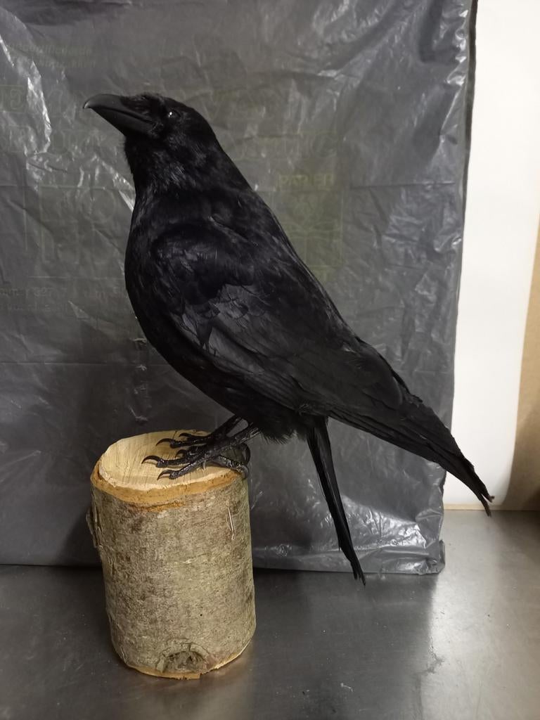 Opgezette zwarte kraai, Ophalen of Verzenden, Zo goed als nieuw, Vogel, Opgezet dier