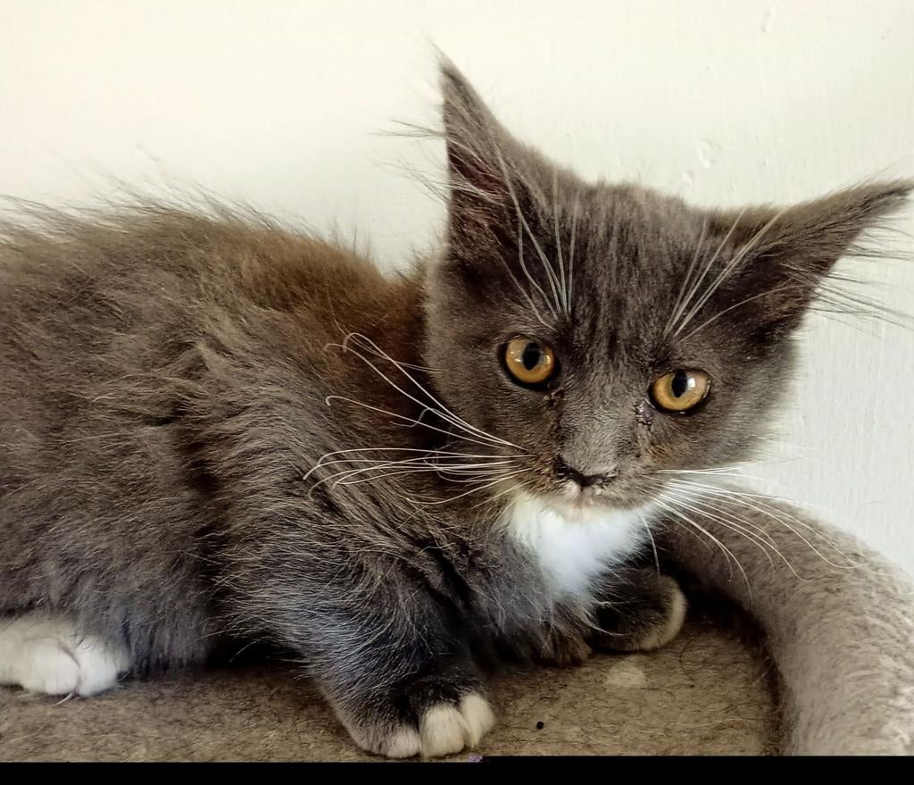 Maine Coon kittens te koop, Kater, Ontwormd, 0 tot 2 jaar