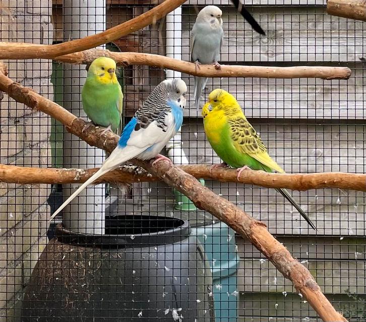 Grasparkieten (bont, violet, regenboog), Dieren en Toebehoren, Vogels | Parkieten en Papegaaien, Parkiet, Meerdere dieren