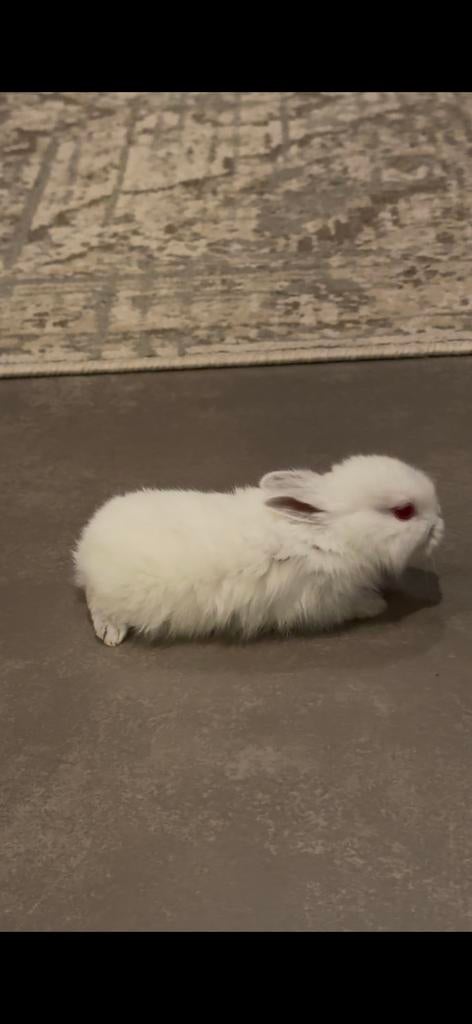 Dwerg konijntjes, Dieren en Toebehoren, Konijnen, Meerdere dieren, Dwerg