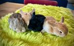 Baby konijntje Nederlandse hangoordwerg(NHD), Dieren en Toebehoren, Konijnen, Mannelijk, Dwerg, Hangoor, 0 tot 2 jaar