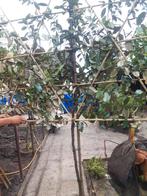 Elaeagnus ebbingei of olijfwilg als leistruik in pot, Tuin en Terras, Ophalen, Overige soorten, Haag, 100 tot 250 cm