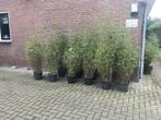 Fargesia Nitida Great Wall , niet woekerende bamboe, Ophalen, Bamboe, Haag, 100 tot 250 cm