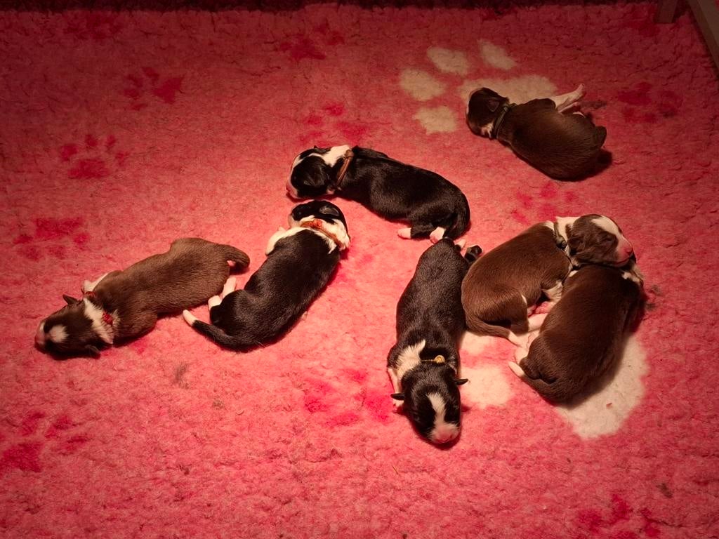 Border Collie pups showlijn, Parvo, 8 tot 15 weken, Collie, Meerdere
