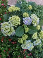 Hortensia hydrangea, Tuin en Terras, Planten | Tuinplanten, Ophalen, Overige soorten, Halfschaduw
