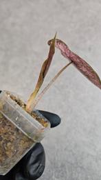 Alocasia Pink Dragon Stardust Variegata, Ophalen of Verzenden, Halfschaduw, Minder dan 100 cm