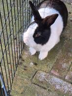 Hollander konijn man, Dieren en Toebehoren, Mannelijk, Groot