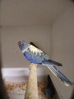 Splendid parkiet poppen 2025 Limburg België, Dieren en Toebehoren, Vogels | Parkieten en Papegaaien, Vrouwelijk, Parkiet, Geringd