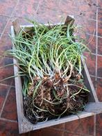 100 sneeuwklokjes, Ophalen of Verzenden, Overige soorten, Volle zon