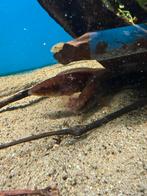 4 Crenicichla red atabapo, Vis, Zoetwatervis