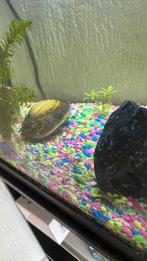 Zoetwatermossel, Dieren en Toebehoren, Vissen | Aquariumvissen, Slak of Weekdier, Zoetwatervis